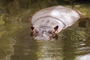 hippo swimming in Dublin zoo