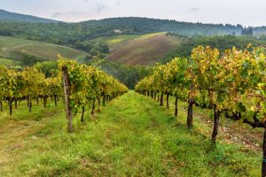 vingårder i toscana